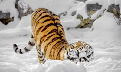 Семья россиян продала все имущество ради хосписа для тигров - МК