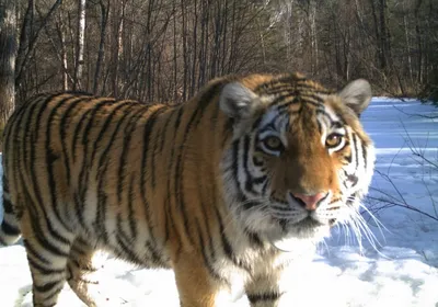 В Приморье увеличилась популяция амурских тигров: Природа: Моя страна:  Lenta.ru