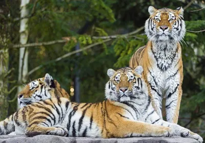 За десять лет популяция амурских тигров в России выросла на 50%» | Статьи |  Известия