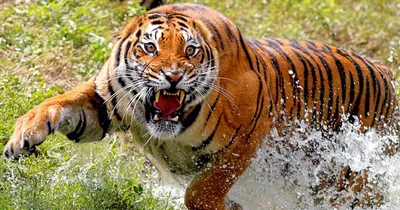 Сколько живут тигры - МРОО \"Центр \"Тигр\"