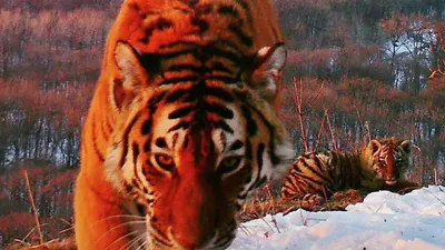 Возрождение туранского тигра: как реализуют масштабный экопроект |  informburo.kz