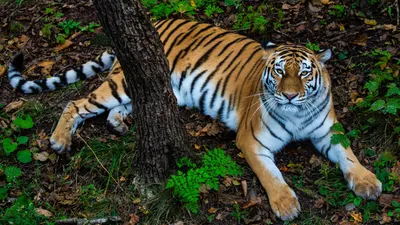 Александр Козлов: «Амурский тигр – символ Дальнего Востока, гордость и  достояние страны» ⋆ НИА \"Экология\" ⋆