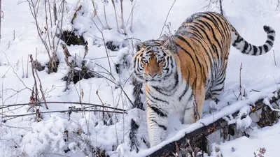 Вопрос, расколовший Индию: убивать ли тигров-людоедов? - BBC News Русская  служба