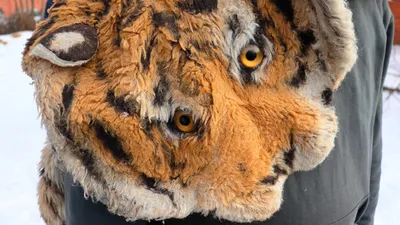 Амурский тигр - Проект РГО