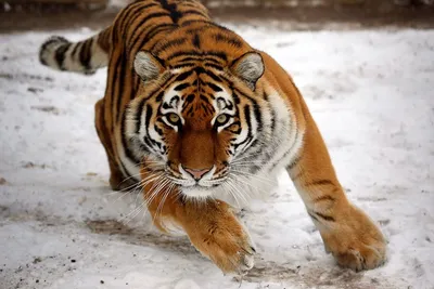 Амурский тигр: сколько их осталось в природе – Это Сибирь!