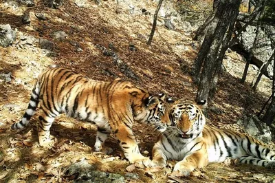 Ответы Mail.ru: Сколько лет живёт Амурский Тигр?