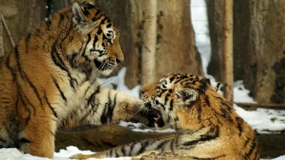 BB.lv: Количество тигров на Земле увеличилось