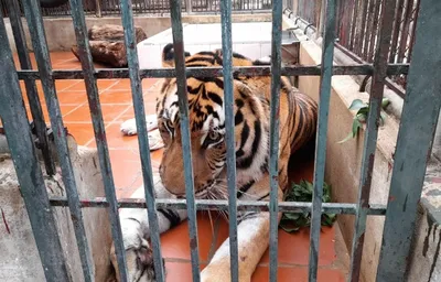 Спасти тигра. Как каждый может помочь амурским тиграм, которых в России  осталось всего 540