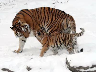 Сколько тигров на фото ?🐅 | Instagram