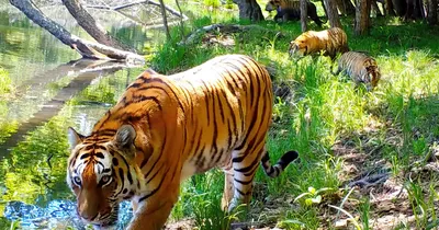 Численность амурских тигров выросла до 600 особей - Российская газета