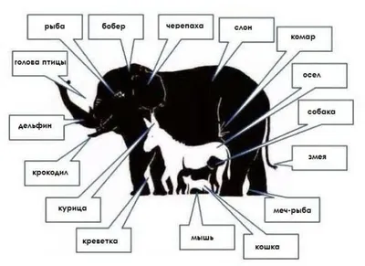 Считаем животных на картинке.... - Новый Шерлок Берлин | Facebook