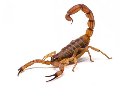 Fossil is the oldest-known scorpion