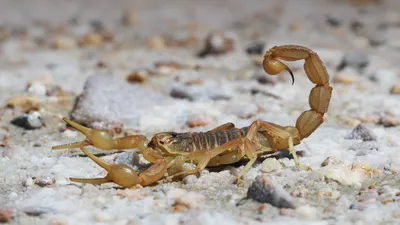 For Constipated Scorpions, Females Suffer Reproductively. Males, Not So  Much. | Science| Smithsonian Magazine
