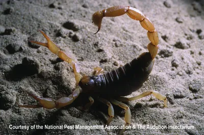 The Curious Case of the Scorpion in the Night-time