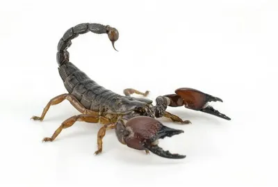 Scorpions: Facts About Scorpion Bites, Scorpion Control