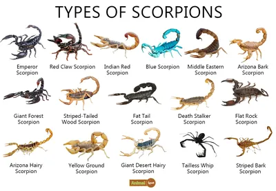 Scorpion – Wild Republic