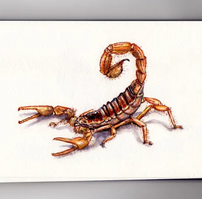 A Scorpion In The Night - Doodlewash®