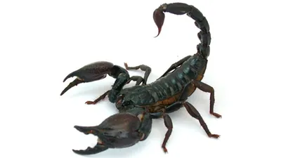 Ancient dog-size sea scorpion unearthed in China | Live Science