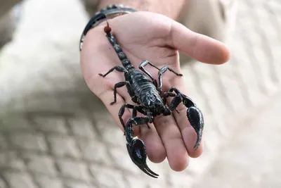 New Non-Lethal Method To Study Scorpion Venom | Technology Networks