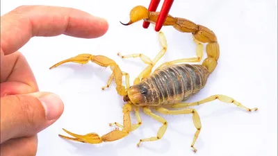 When it comes to scorpions, it's the small ones you need to watch out for |  Science | AAAS