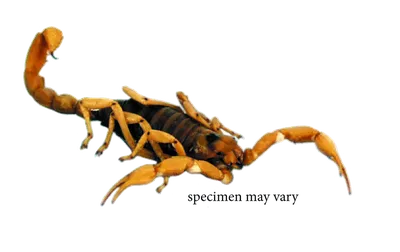 Scorpion Anatomy | Ask A Biologist