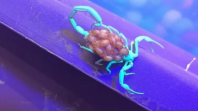 Scorpion - Biologyproducts.com