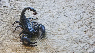 Scorpion fire star on Craiyon