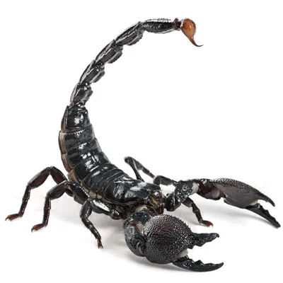 Scorpion (scorpio) — Rochester Cathedral