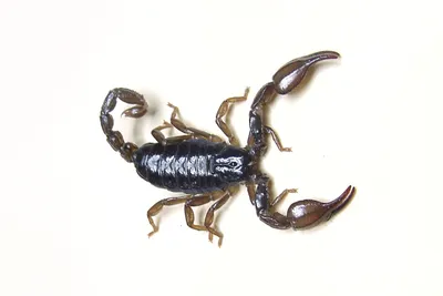 Healing compounds in scorpion venom | Stanford News