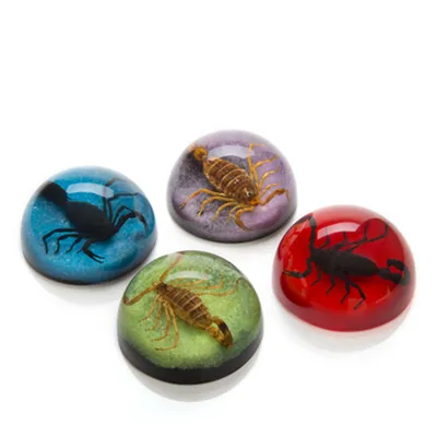 Scorpion Paperweights - The Evolution Store