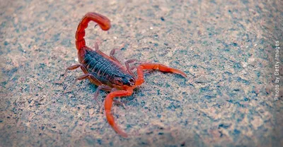 Inside scorpion venom: A future Rx for arthritis? | Fred Hutchinson Cancer  Center