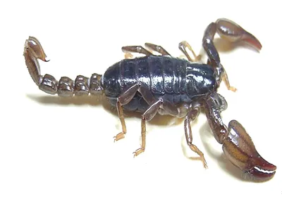 Scorpion Venom Could Lead to New Antibiotics | Scientific American