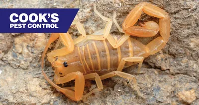 Pest Profile: Southern Devil Scorpion