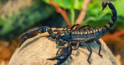 What You Need to Know About Scorpion Stings | The University of Arizona  Health Sciences