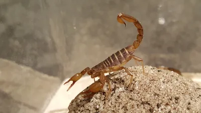 How to Treat a Scorpion Sting