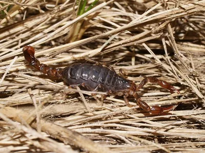 Scorpion - KHAO SOK National Park, Thailand