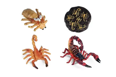 Scorpion Scorpio zodiac animal sign design graphic Stock Vector | Adobe  Stock