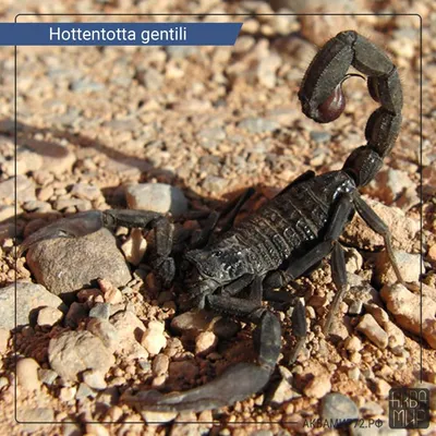 Императорский скорпион (Pandinus Imperator) | MasterZoo