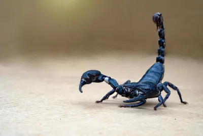 Знак Зодиака Скорпион: 40 удивительных фактов, которые вы могли не знать |  PRO.Астрологию | Дзен