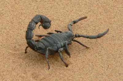 Какие скорпионы наиболее опасны?