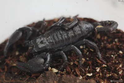Флоридский древесный скорпион: Устраивает засады в домах американцев и  активно селится по миру. Насколько он опасен? | Пикабу