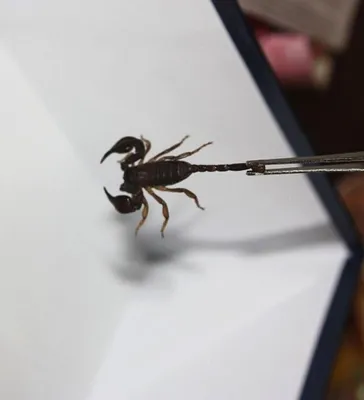 Скорпион (насекомое) - «Содержание скорпионов в домашних условиях. Мелкие и  крупные, смертельно опасные и не очень. Много фото и интересной информации  :)» | отзывы