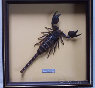 Скорпион стоковое фото. изображение насчитывающей природа - 188940454