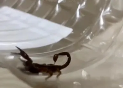 Ученые нашли в яде скорпиона пептиды, которые могут убивать COVID |  Телеканал Санкт-Петербург