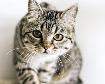 Шотландская прямоухая кошка: фото и описание породы (характер, уход и  кормление)