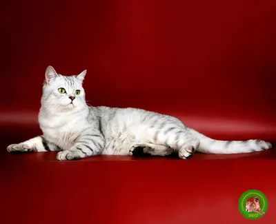 Royal Canin - Скоттиш-страйт или скоттиш-фолд: какая порода у кошки  Габриэль?😍 Ждём ответы в комментариях! 👉 Благодарим за фото @rufelis и  напоминаем: выкладывайте снимки домашних животных с хештегом  #ФотоРоялКанин. Так мы увидим