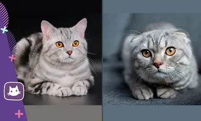 Шотландские кошки(скоттиш-фолд и скоттиш-страйт)