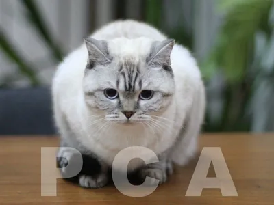 Скоттиш страйт, Шотландская прямоухая кошка, Породы Кошек - YouTube