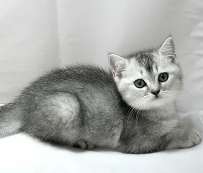 Скоттиш-страйт или Шотландская короткошерстная кошка » Kuguarlend