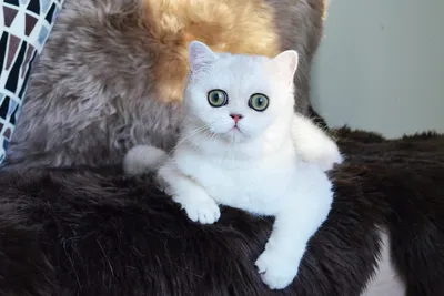 Скоттиш-страйт котёнок белого цвета» — создано в Шедевруме